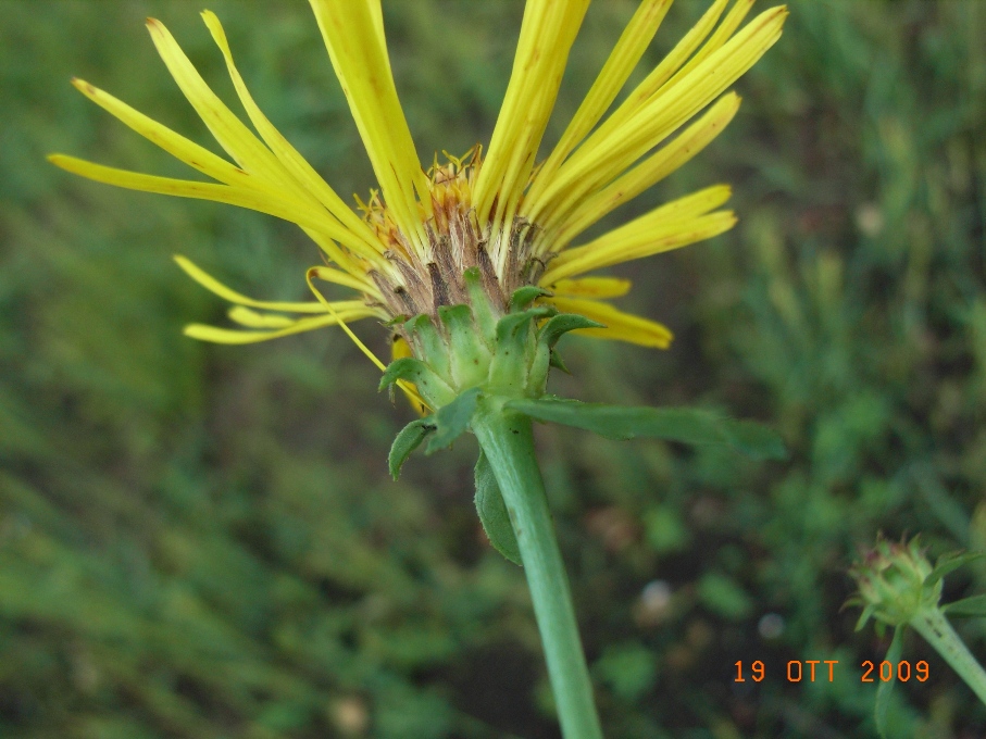 Pentanema salicinum (=Inula salicina) / Enula aspra